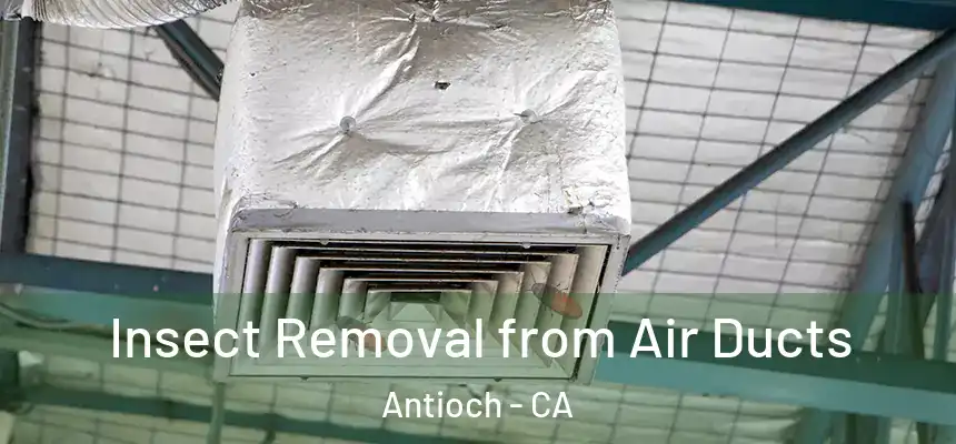 Insect Removal from Air Ducts Antioch - CA