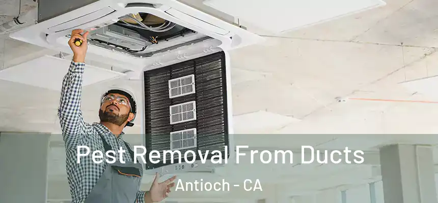 Pest Removal From Ducts Antioch - CA
